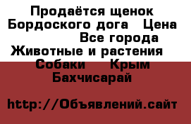 Продаётся щенок Бордоского дога › Цена ­ 37 000 - Все города Животные и растения » Собаки   . Крым,Бахчисарай